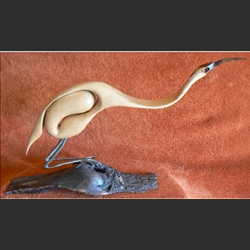 Elegant Bird